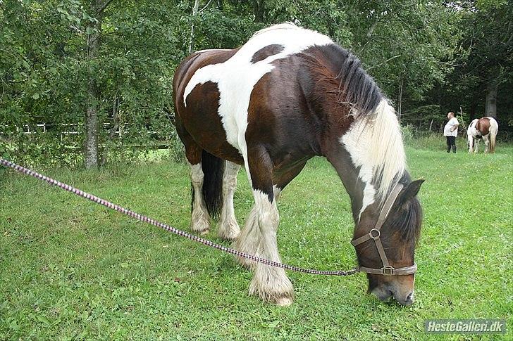 Tinker Juncker ( Låne Hest<) billede 2