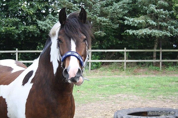 Tinker Juncker ( Låne Hest<) billede 1