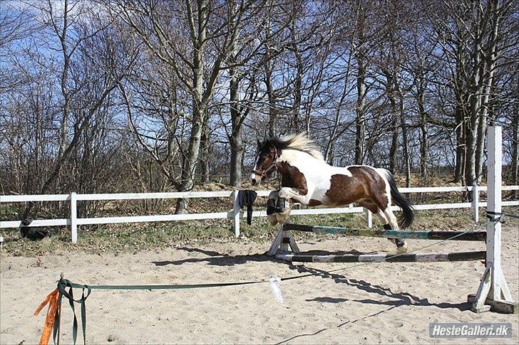 Tinker Juncker ( Låne Hest<) billede 6