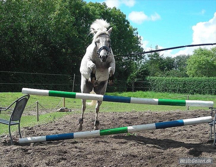 Anden særlig race Florboe's Hoppity Hop (Plet) - Løsspring i longe billede 1