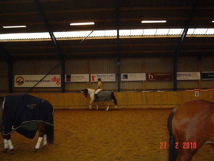 Pinto Solvangens Thais'son billede 16