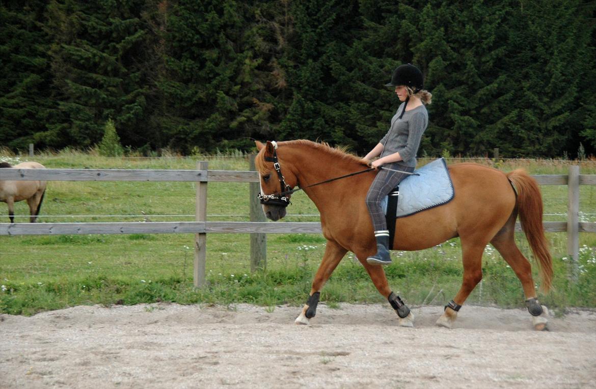 New Forest Magic Skønager | Passer - Lidt hyggedressur ;-) | Foto: Nanna, lillesøster | MÅ IKKE KOPIERES! billede 9