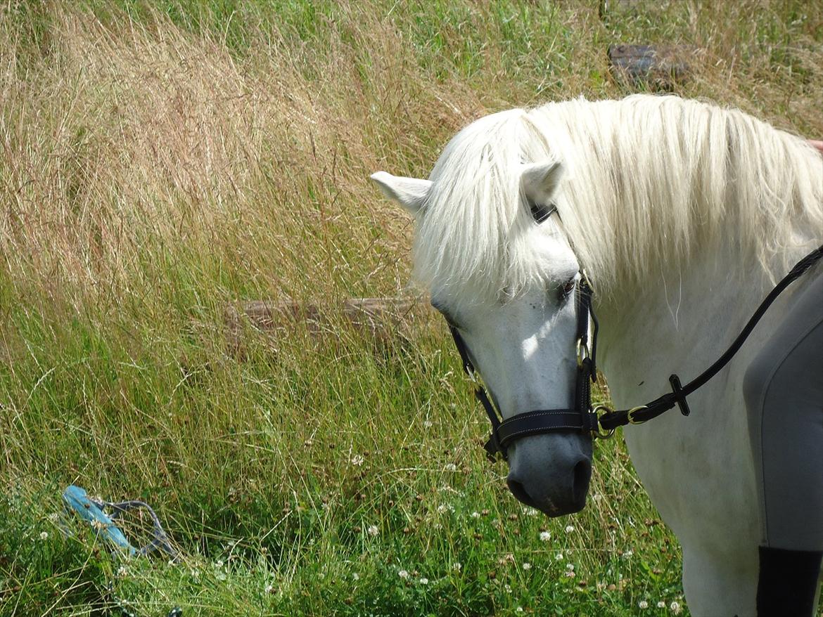 Anden særlig race Sissi <3 Solgt Altid elsket og savnet <3 -  
sissi du er mere end fantastisk!<3 
foto mor med mit kemara :D billede 6