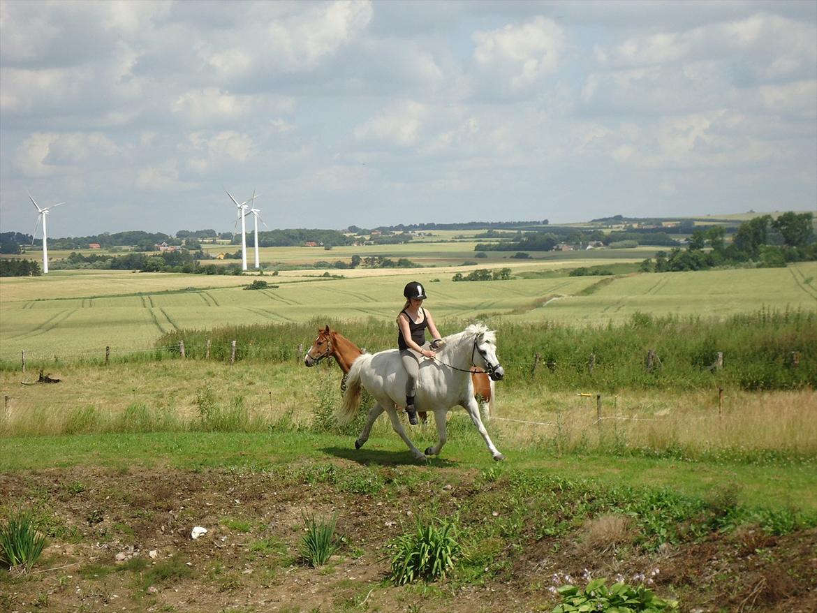 Anden særlig race Sissi <3 Solgt Altid elsket og savnet <3 - sissi strækker ud!<3 efter at hun ikke er blevet redet over en måned :D billede 9