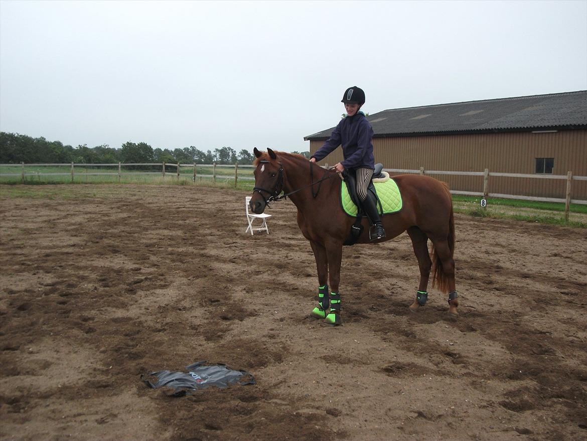 Anden særlig race Ponygården's Megara - Hygger med Megara og en MEGET falig pose:D Hehe:) billede 8