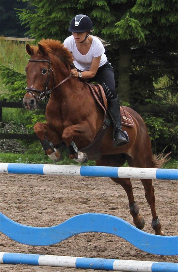 Hollandsk Sportspony iris - Spring d. 10.07.11 billede 4