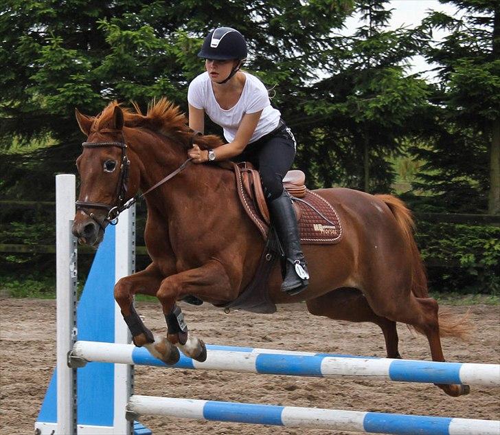 Hollandsk Sportspony iris billede 11