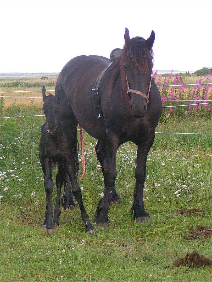 Frieser Lysbert B - Så kom Lysbert s 4 føl til verden. d. 10.7.2011 smukt hingste føl, meget ædelt og høj rejst. meget hurtig på benene. billede 10