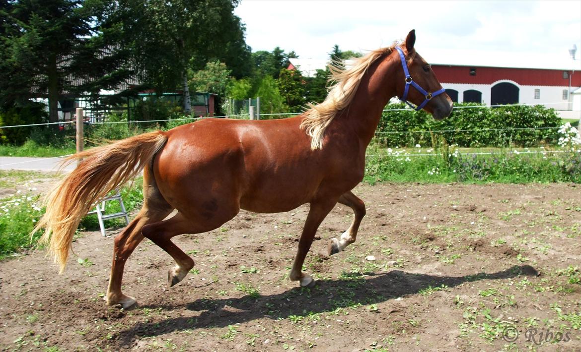 Frederiksborg Gaia Tybjerglille - "Ask me to show you poetry in motion, and I will show my horse " billede 8