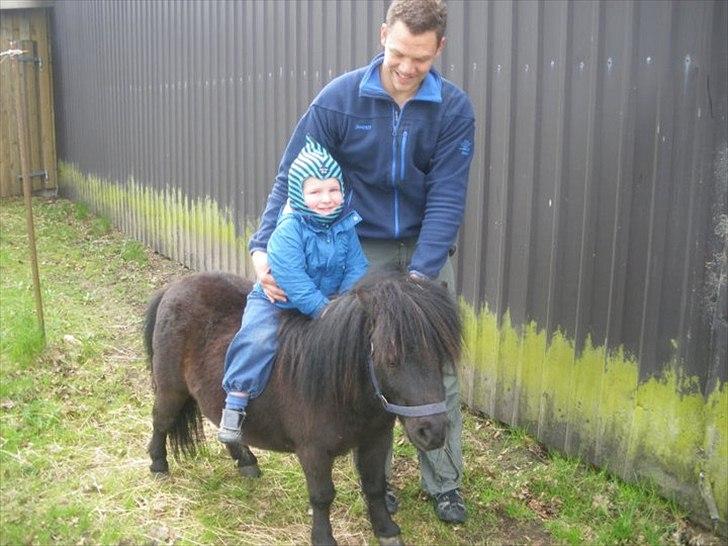 Shetlænder Alfred billede 18