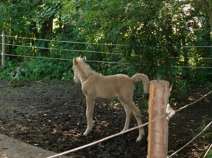 Islænder Gandur - 1 dag gammel billede 2