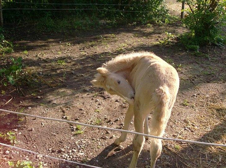 Islænder Gandur billede 3