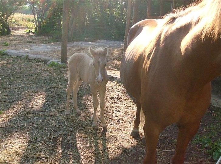 Islænder Gandur billede 4
