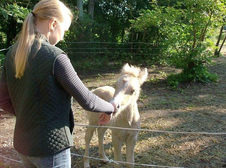 Islænder Gandur billede 5