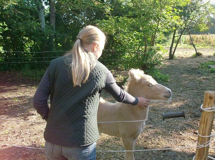 Islænder Gandur billede 6