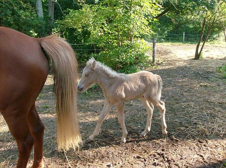 Islænder Gandur billede 7