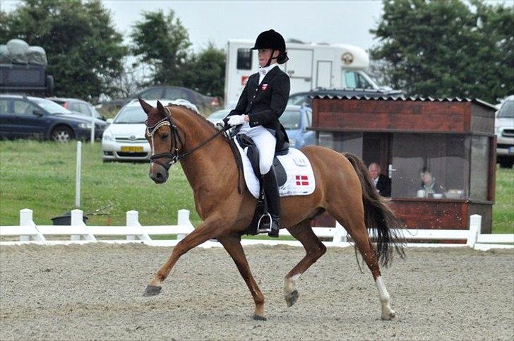 Hollandsk Sportspony Lasco A-pony  (SOLGT)  - nm prt 69,8 hold guld! billede 14