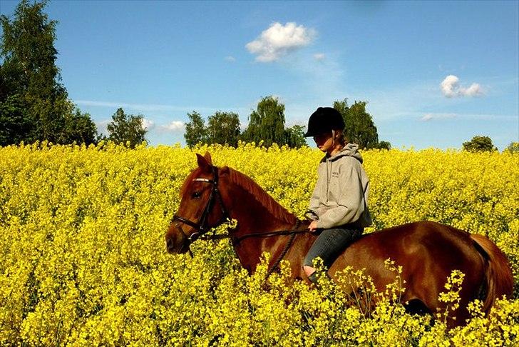 Tysk Sportspony Darling - Forår 2010 billede 2