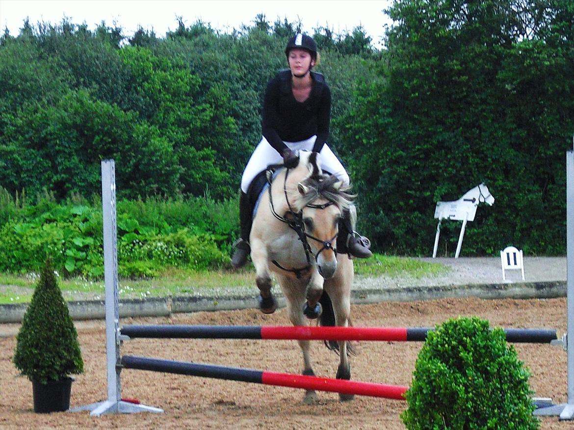 Fjordhest Lady - LadyDyret<3 ;b - 2) Til mit første rigtige stævne, springer en LD klasse. billede 2