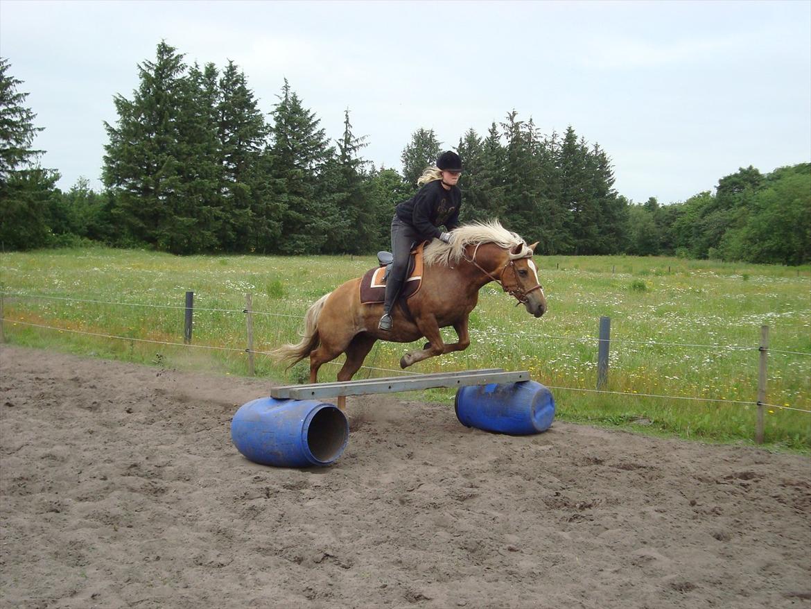 Haflinger Mille  billede 19