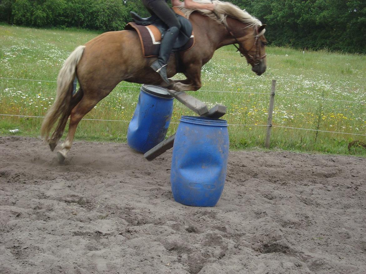 Haflinger Mille  billede 8