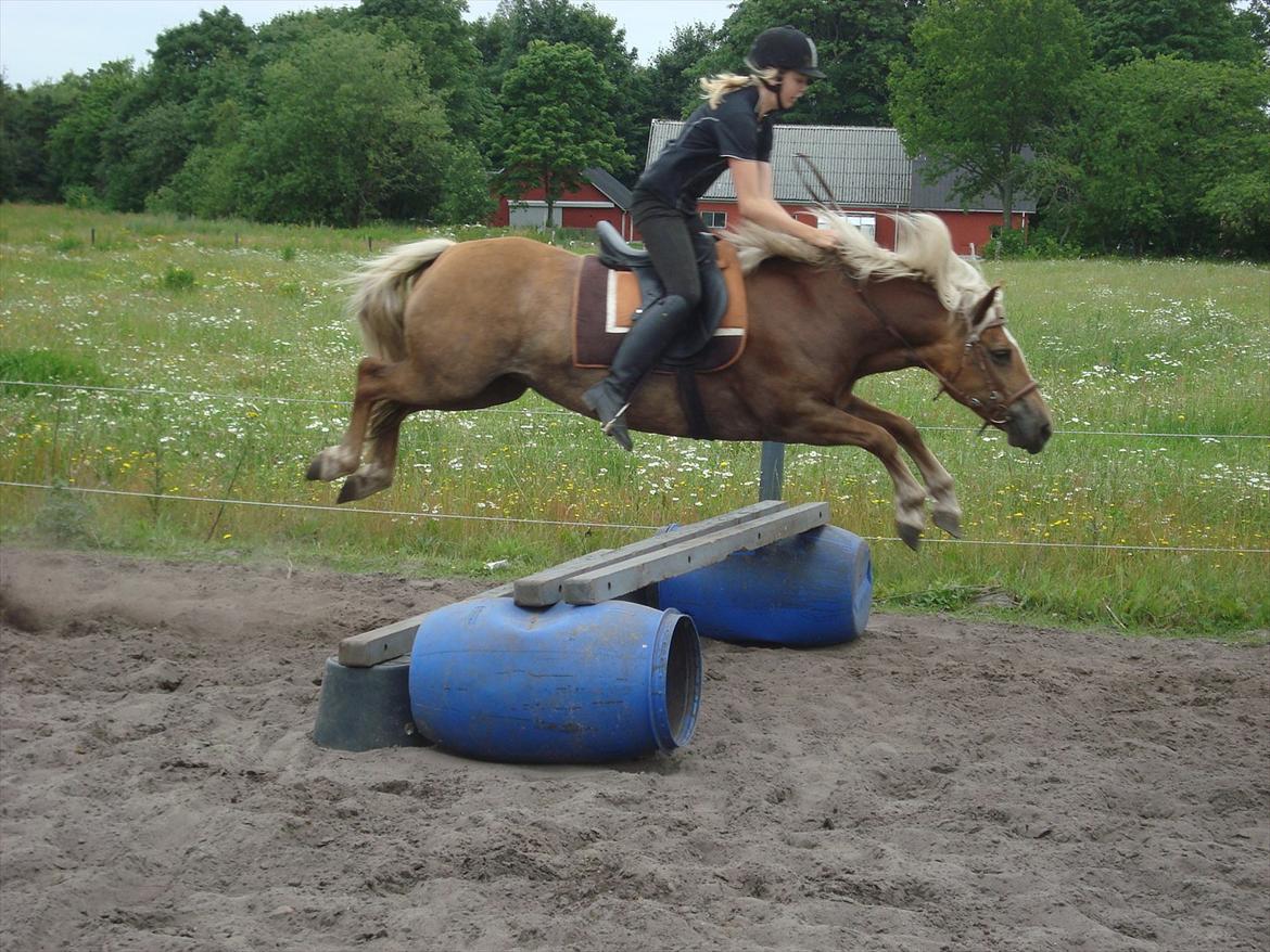 Haflinger Mille  billede 20