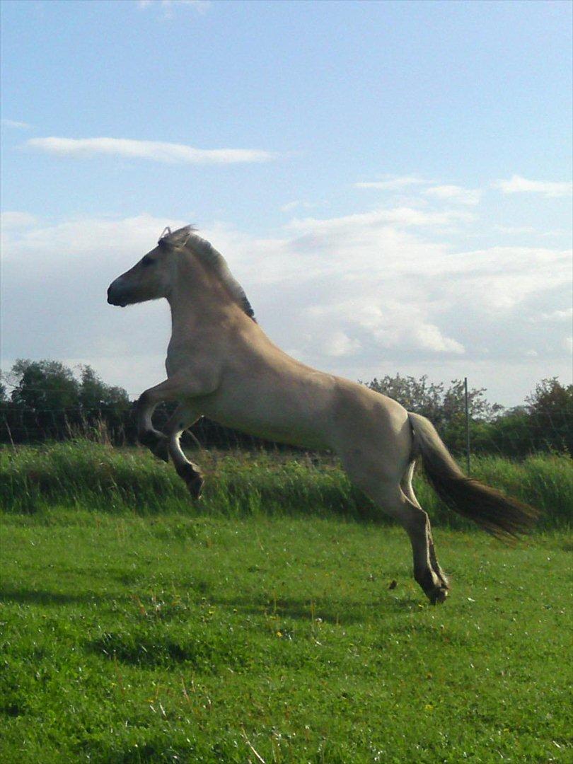 Fjordhest Lady - LadyDyret<3 ;b - 4) Min seje pony, engang sidste sommer!  billede 4