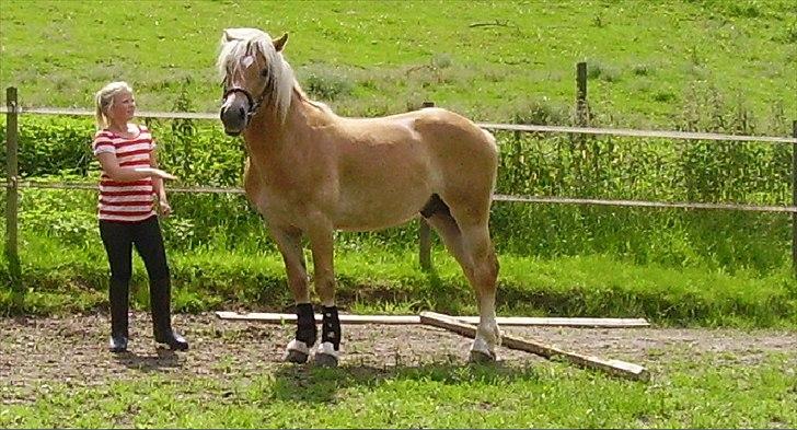 Haflinger Noah hestvang solgt billede 1