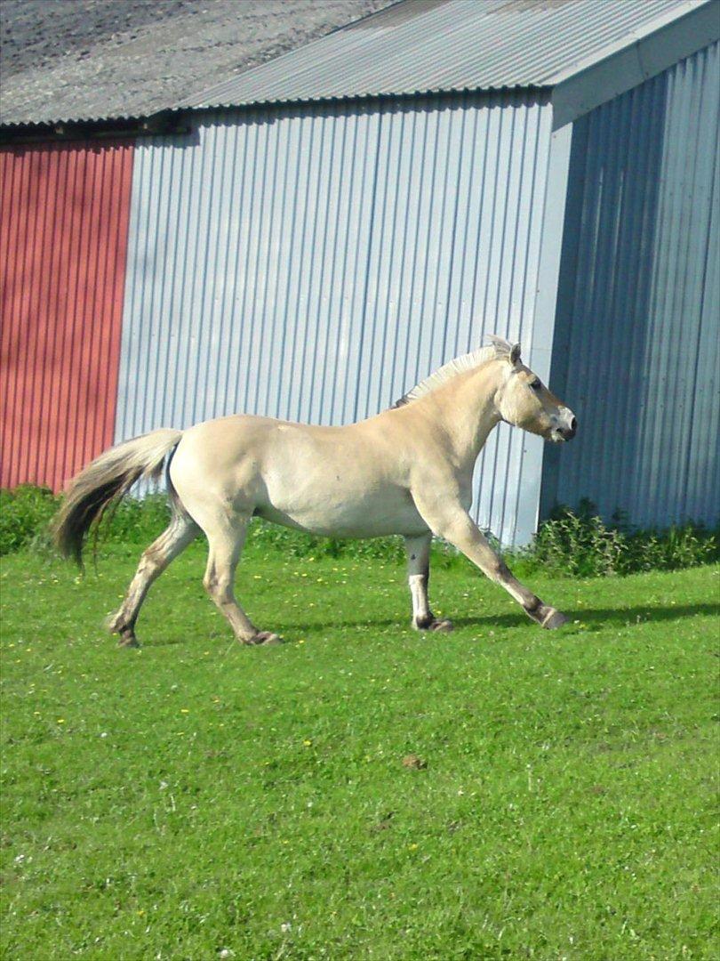 Fjordhest Lady - LadyDyret<3 ;b - 5) SEJ pony! billede 5