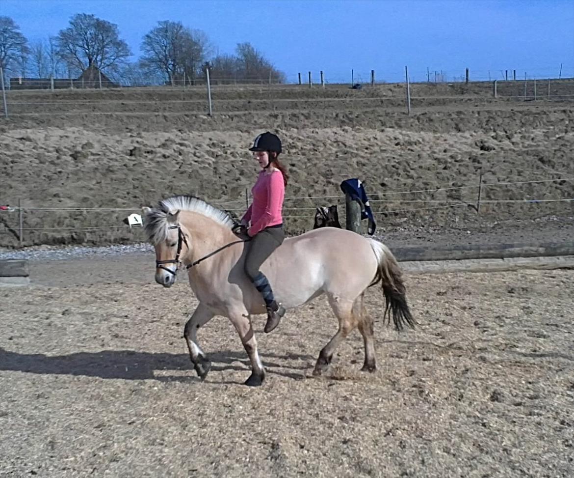 Fjordhest Lady - LadyDyret<3 ;b - 7) Lidt dressur. billede 7