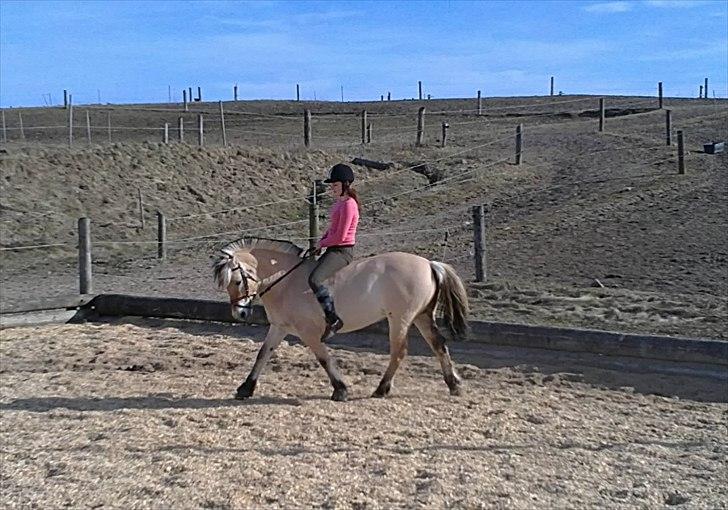 Fjordhest Lady - LadyDyret<3 ;b - 8) Lidt mere dressur. billede 8