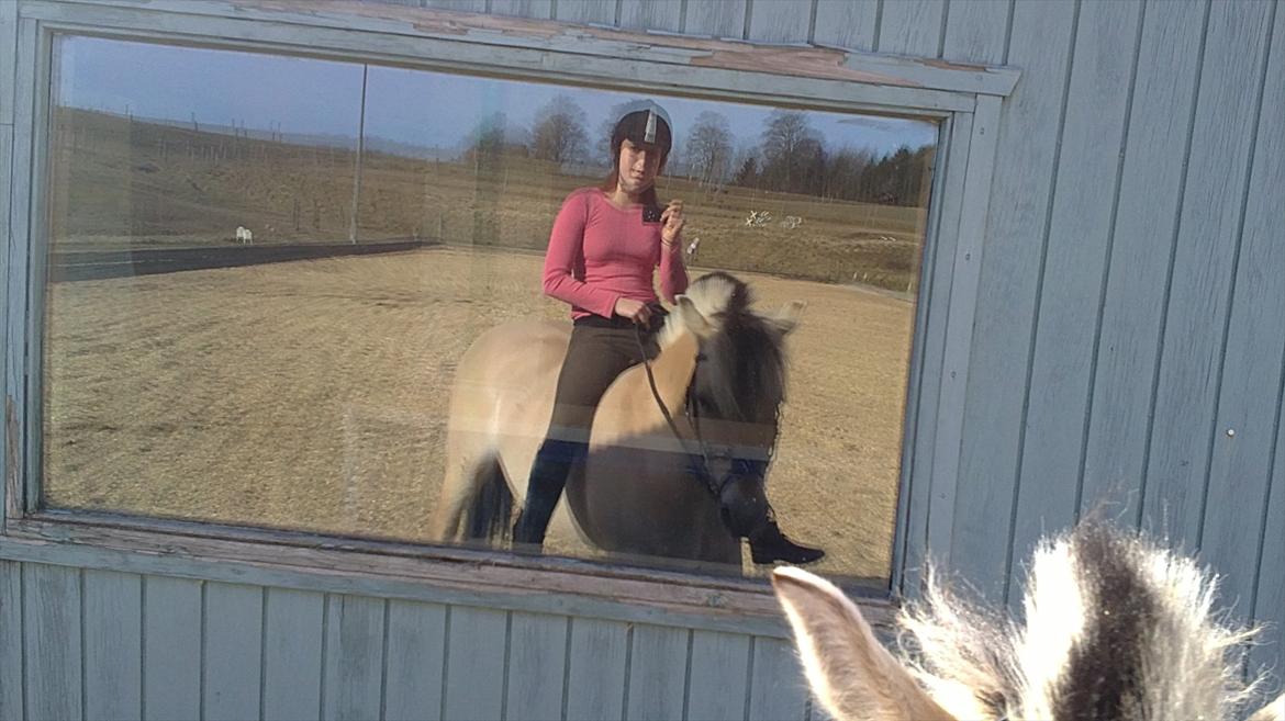 Fjordhest Lady - LadyDyret<3 ;b - 9) Vi to er seje, og endnu sejere sammen!  billede 9