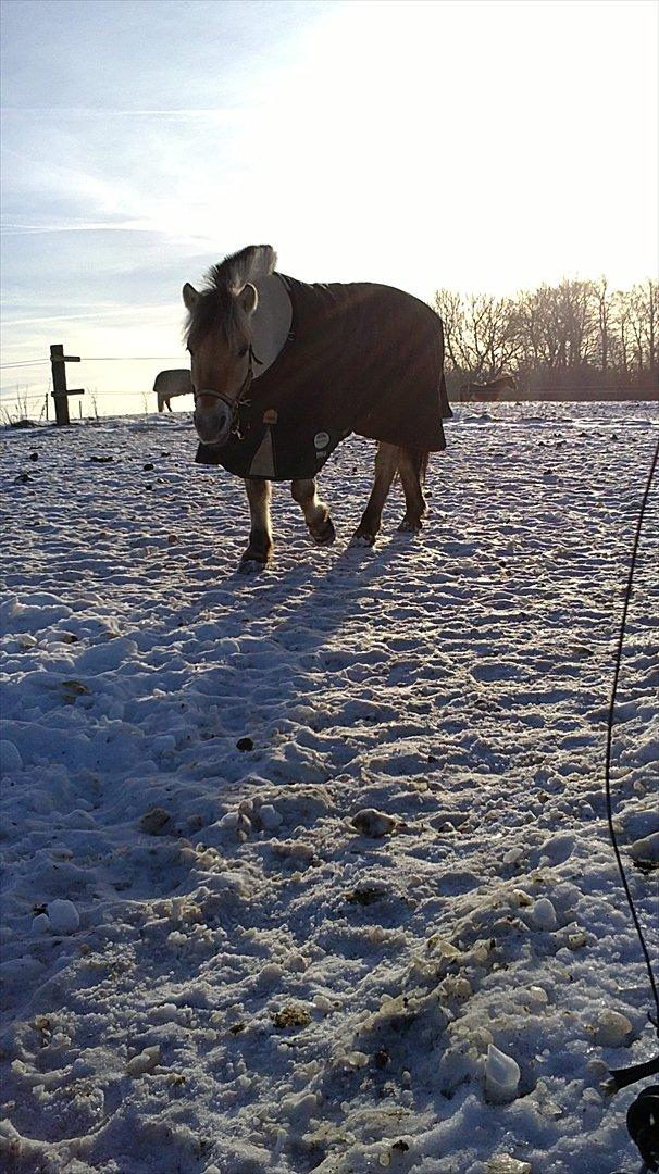 Fjordhest Lady - LadyDyret<3 ;b - 10) En sød pige i vinter vejr! billede 10