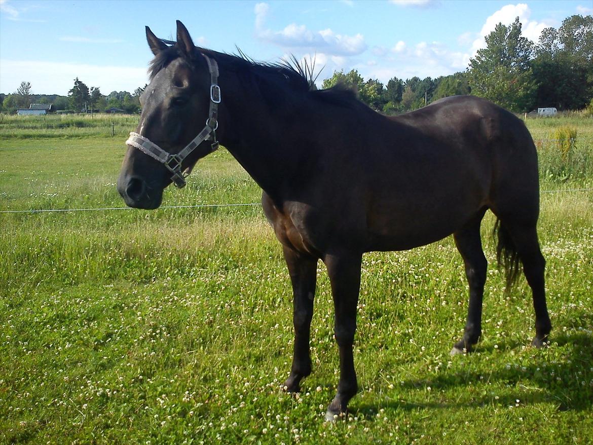 Traver Missey <3 billede 4