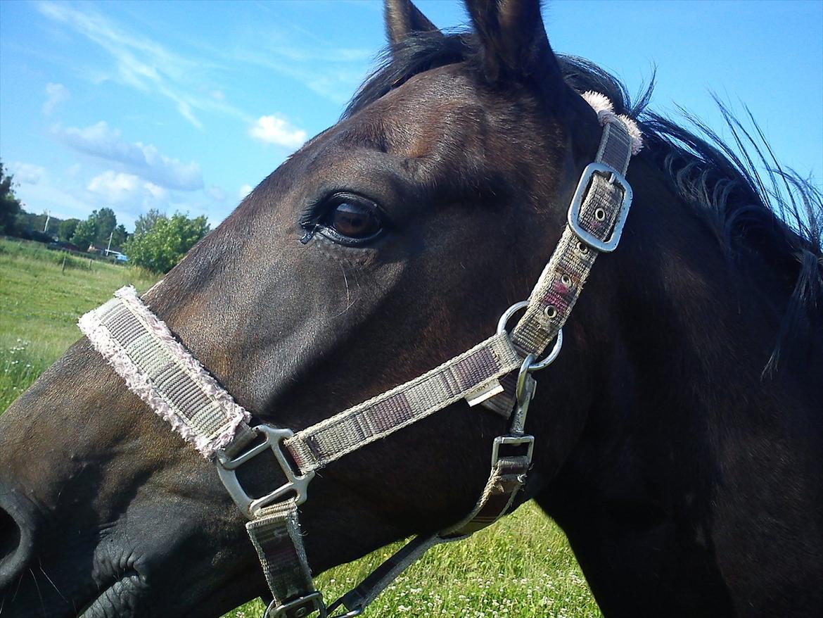 Traver Missey <3 billede 3