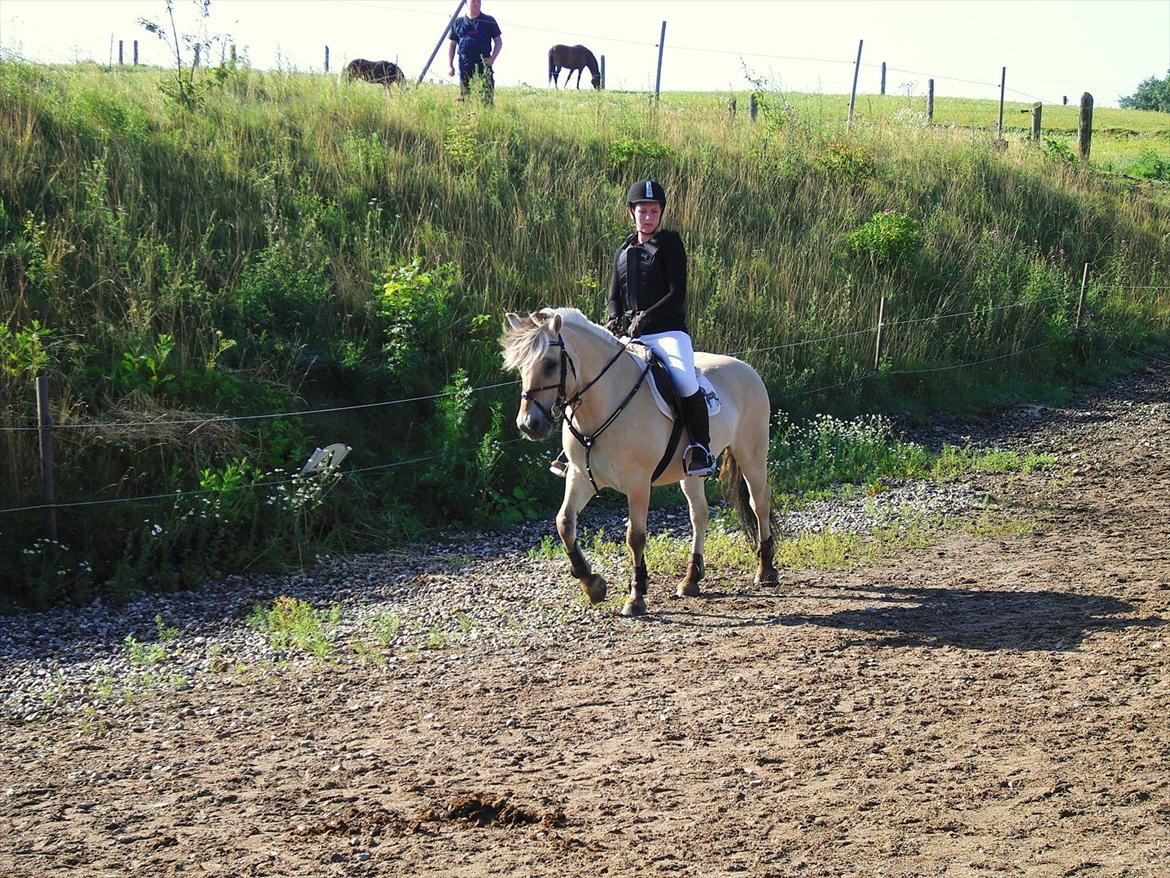 Fjordhest Lady - LadyDyret<3 ;b - 12) Uden for LC banen, lige inden jeg skal ind :-) billede 12