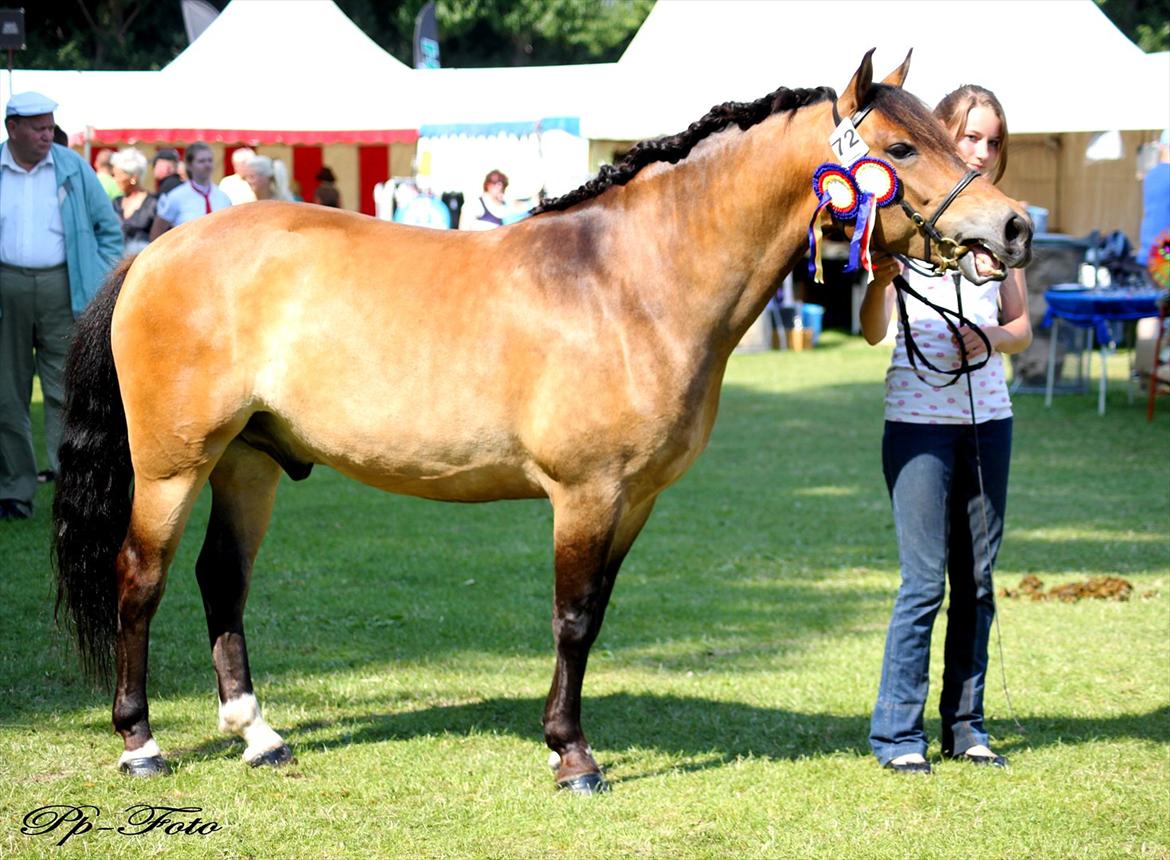 New Forest Horsemosens Cinnamon - Smukke cinnamon til skue (: billede 3