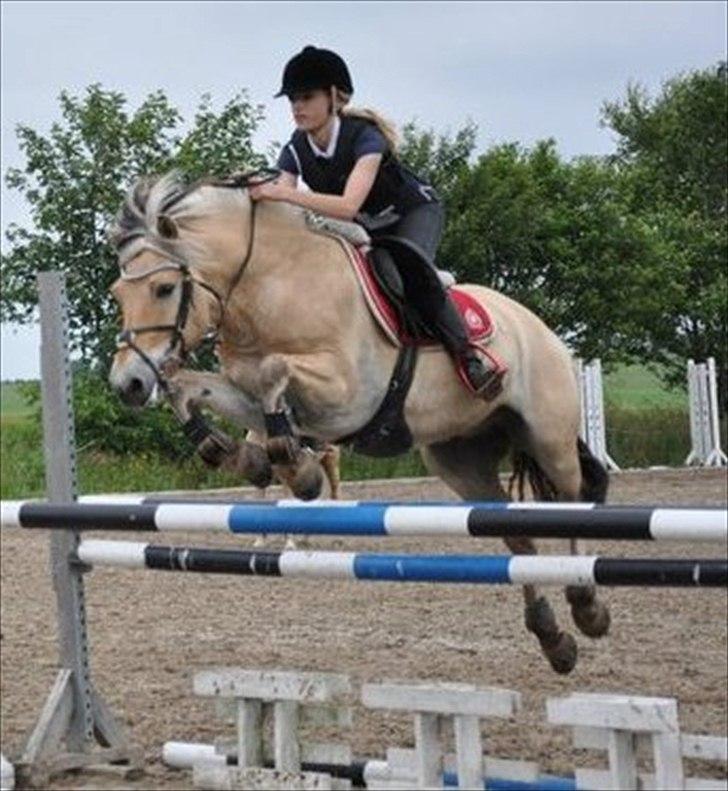 Anden særlig race Cognac - Foto: Claus Steen billede 13