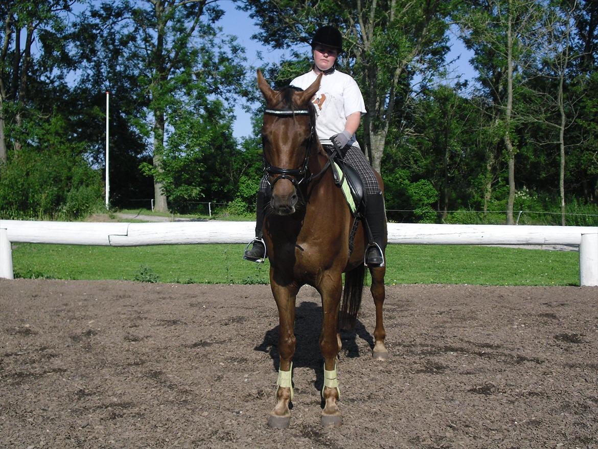 Dansk Varmblod SAM-SON ENSHØJ DV 792 RIP :-( billede 13
