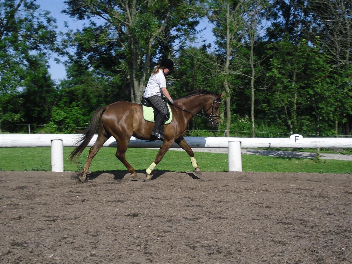 Dansk Varmblod SAM-SON ENSHØJ DV 792 RIP :-( billede 14