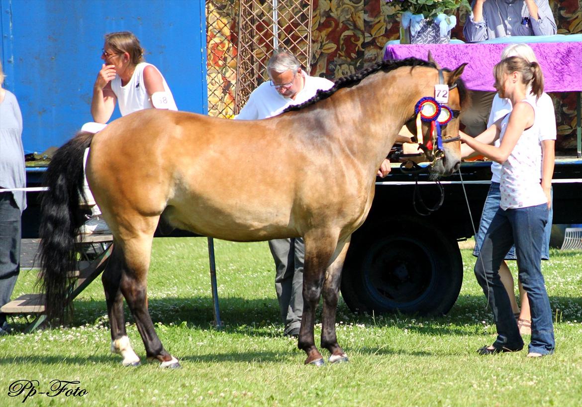 New Forest Horsemosens Cinnamon - Igen til skue (: billede 4