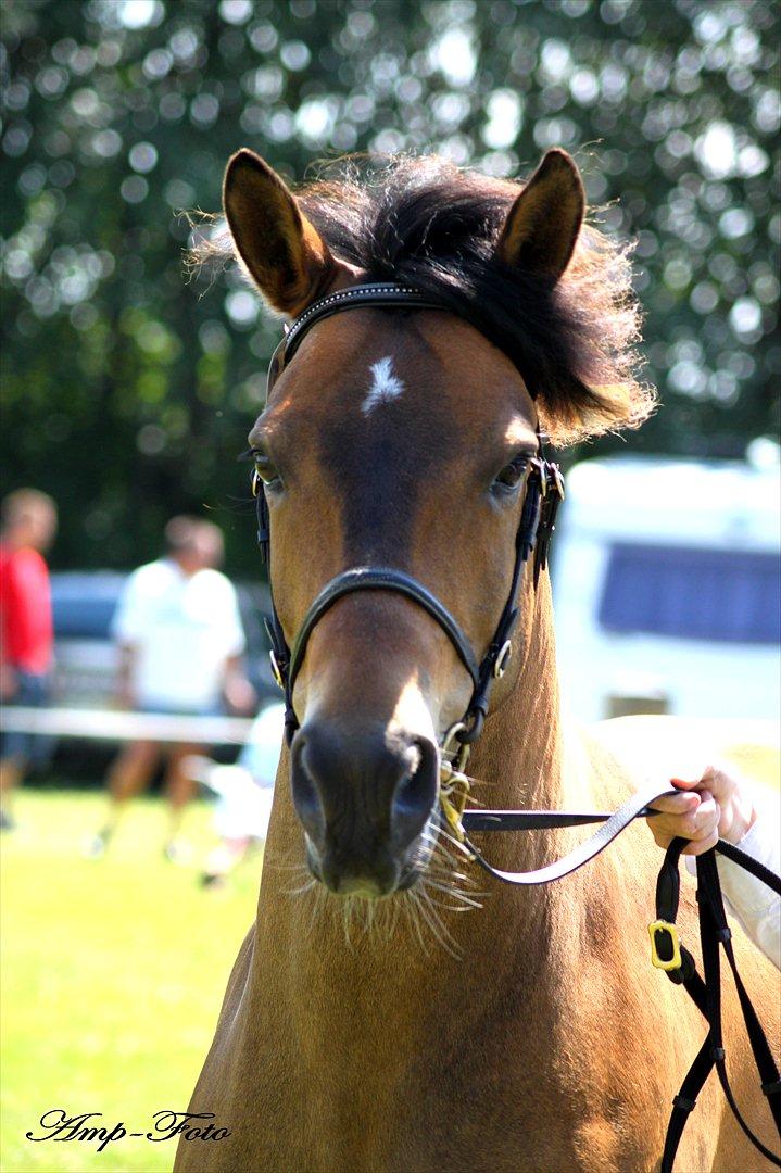 New Forest Horsemosens Cinnamon - Dejlige Cinnamon ude og blive mønstret. billede 6