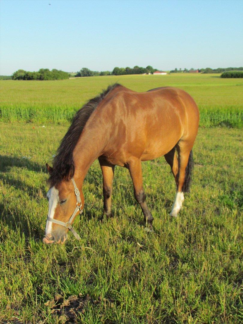 New Forest Ping billede 1