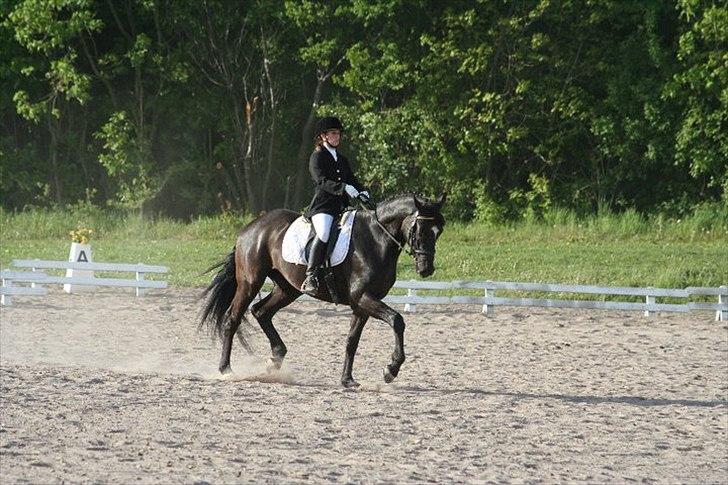 Dansk Varmblod Armani (lillebror)( tidligere hest)  billede 1