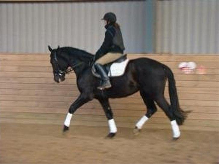 Dansk Varmblod Armani (lillebror)( tidligere hest)  billede 2