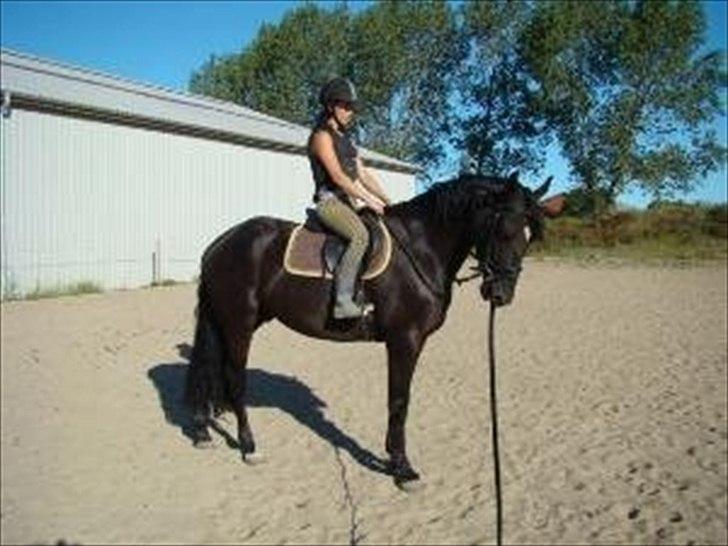 Dansk Varmblod Armani (lillebror)( tidligere hest)  billede 3