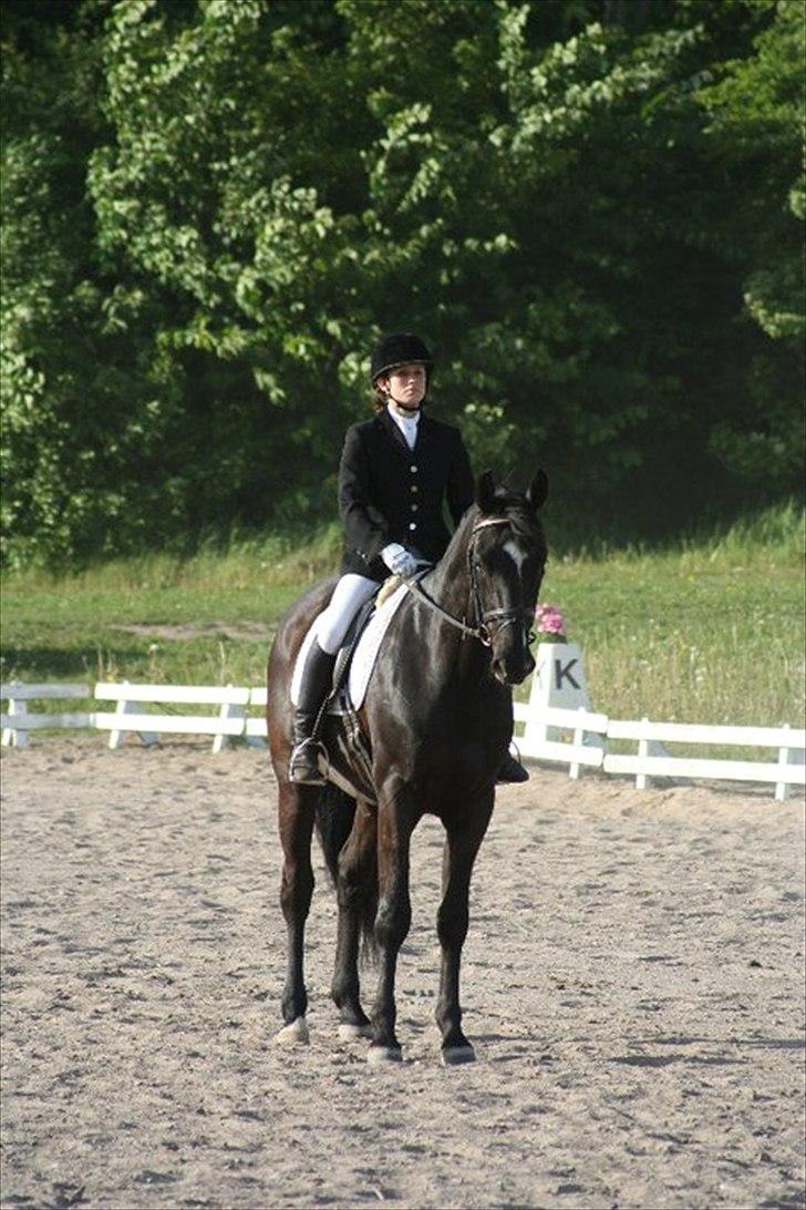 Dansk Varmblod Armani (lillebror)( tidligere hest)  billede 4