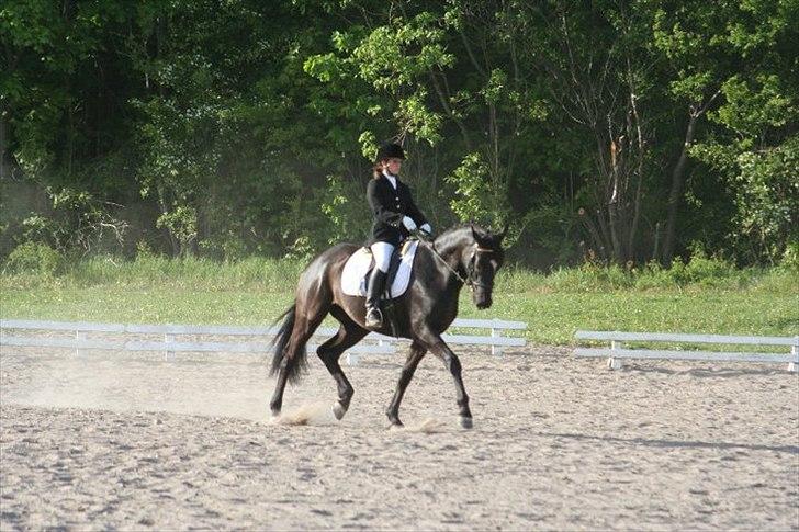 Dansk Varmblod Armani (lillebror)( tidligere hest)  billede 5