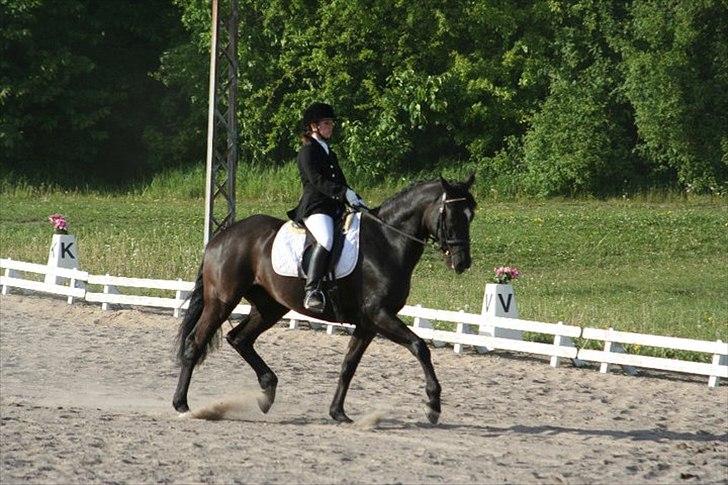 Dansk Varmblod Armani (lillebror)( tidligere hest)  billede 6