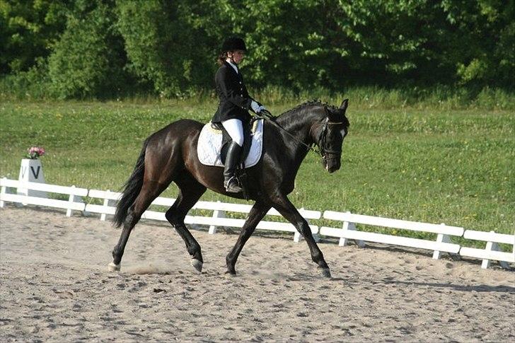 Dansk Varmblod Armani (lillebror)( tidligere hest)  billede 7